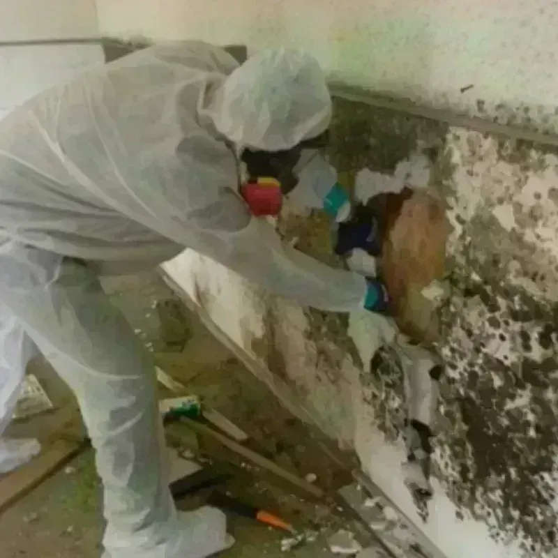 Mold Remediation and Removal in Vineyards, FL